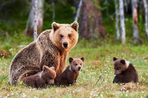 depositphotos_106255160-stock-photo-mother-brown-bear-and-her