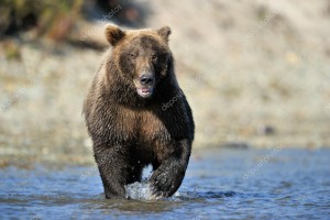 depositphotos_12491715-stock-photo-grizzly-bear