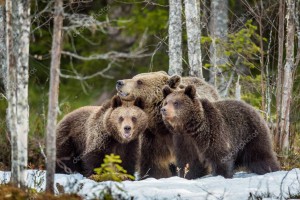 depositphotos_136043338-stock-photo-she-bear-and-bear-cubs