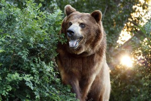 depositphotos_31183327-stock-photo-large-grizzly-bear-with-setting