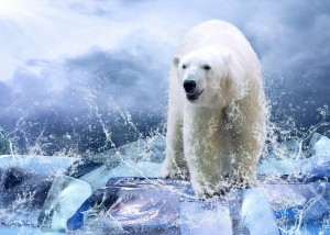 depositphotos_6356591-stock-photo-white-polar-bear-hunter-on